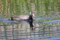 032-American_Coot_looks_to_be_on_the_prowl_for_some_food