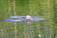 039-goes_for_the_dive