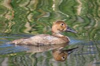 041-Redhead_female,aythya_americana