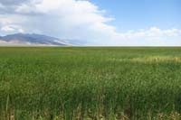 042-more_grassland_than_marshland
