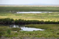 053-marshland_scenery-Canadian_Geese_swimming