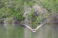 055-Canadian_Goose_in_flight,branta_canadensis