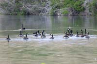 056-Canadian_Geese_swimming_away