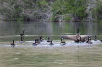 058-Canadian_Goose_stretching_it's_wings