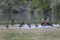 059-Canadian_Goose_stretching_it's_wings