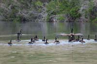 060-Canadian_Goose_stretching_it's_wings