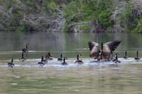 061-Canadian_Goose_stretching_it's_wings