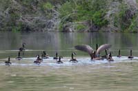 062-Canadian_Goose_stretching_it's_wings