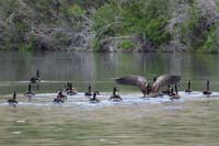 063-Canadian_GOose_stretching_it's_wings