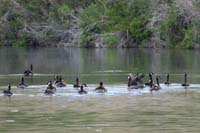 064-Canadian_Goose_stretching_it's_wings