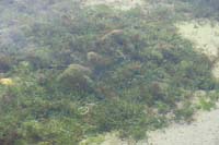 070-vegetation_growing_at_bottom_of_the_pond