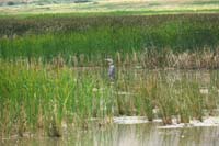 072-Great_Blue_Heron,ardea_herodias