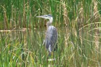 073-Great_Blue_Heron,ardea_herodias