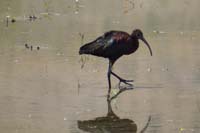 074-White-faced_Ibis,plegadis_chihi