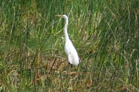 084-Great_Egret