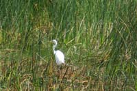 085-Great_Egret