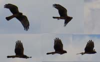 088-hawk_of_some_sort_flying_around