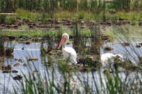 090-American_White_Pelican