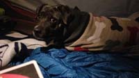 07-Rainier_uneasy_about_our_sleeping_arrangements,but_at_least_with_his_pack