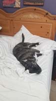 02-Rainier_enjoys_the_soft_bed-his_new_happy_hangout_spot