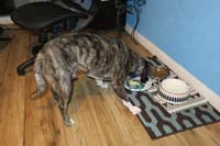 07-Rainier_really_likes_eggs,but_tale_between_legs_since_scared_not_understanding_what's_going_on