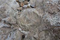 07-sea_fossil_in_rock