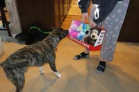 17-Rainier_really_wants_to_play_with_his_new_toys