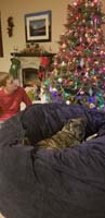 48-Rainier_has_taken_over_the_bean_bag_chair,he_thinks_it_is_a_new_pad_for_him