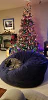 71-Rainier_has_decided_the_bean_bag_is_his,and_we_can't_convince_him_otherwise
