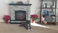 13-took_10_weeks_for_Rainier_not_to_be_afraid_of_new_'fireplace'-silly_dog