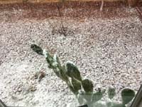 02-1140am-snow_accumulating_fast