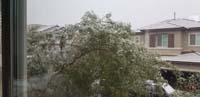 05-noon-heavy_snow_causing_tree_in_front_yard_to_start_sagging