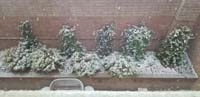 07-noon-backyard_plants_getting_covered_with_snow-all_melted_in_a_few_hours