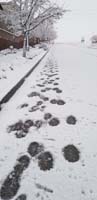 25-footprints_in_the_snow
