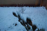 26-0640am-side_yard_blanketed_with_snow-even_on_the_cactus