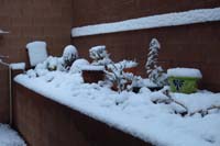 35-backyard_cacti_covered_by_snow