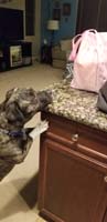 15-Rainier_checking_out_the_groceries_or_wants_a_treat
