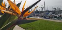 22-Bird_of_Paradise_and_Dana_Point_Marina