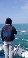 28-two_grey_whales_are_out_there,scared_away_by_irresponsible_boater_who_got_too_close-asshole