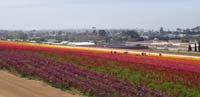 41-final_morning-visited_the_Flower_Fields_in_Carlsbad