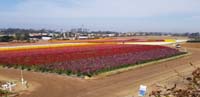 42-couldn't_go_inside_since_already_full_for_the_day_so_enjoyed_the_flowers_from_a_distance