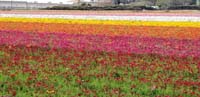 44-pretty_colorful_flowers