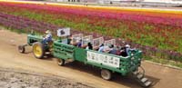 45-tourists_enjoying_a_ride_on_a_wagon_around_the_field_of_flowers