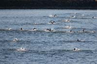 45-Kenny_is_the_swimmer_above_lower_left