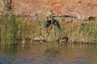 47-Daddy_was_able_to_just_get_in_one_zoomed_shot_of_an_heron_taking_off