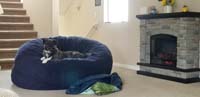 29-such_a_tough_life_for_Rainier-unfortunately_he_leaves_lots_of_dog_hair_which_is_tough_to_remove