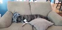 15-what_a_life_Rainier_has-he_looks_so_cute_relaxing_while_taking_up_the_couch