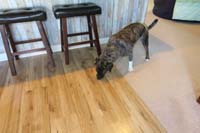 21-Rainier_gets_some_scraps_thrown_onto_the_floor