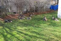063-deer_hanging_out_in_side_yard