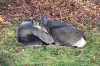 064-one_taking_a_nap-must_be_a_safe_place_for_them